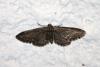 Eupithecia vulgata